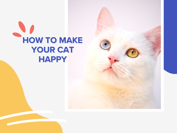 The Feline Hygiene Suite